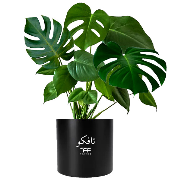 محصول نمونه تستی گیاه طبیعی مانسترا تافکو مدل پنجه شیری کد 2x