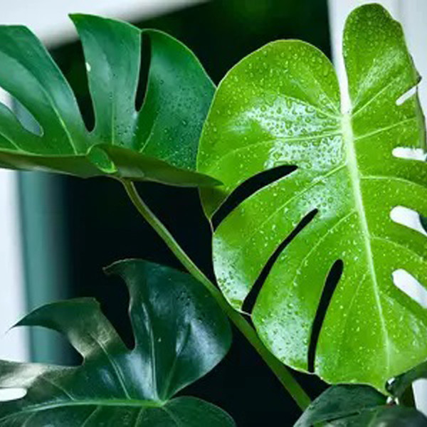 محصول نمونه تستی گیاه طبیعی مانسترا تافکو مدل پنجه شیری کد 2x