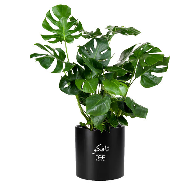 محصول نمونه تستی گیاه طبیعی مانسترا تافکو مدل پنجه شیری کد 2x