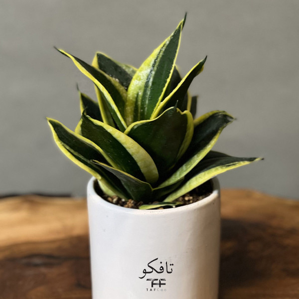 محصول نمونه تستی گل طبیعی سانسوریا ابلق تافکو مدل پا کوتاه کد s2